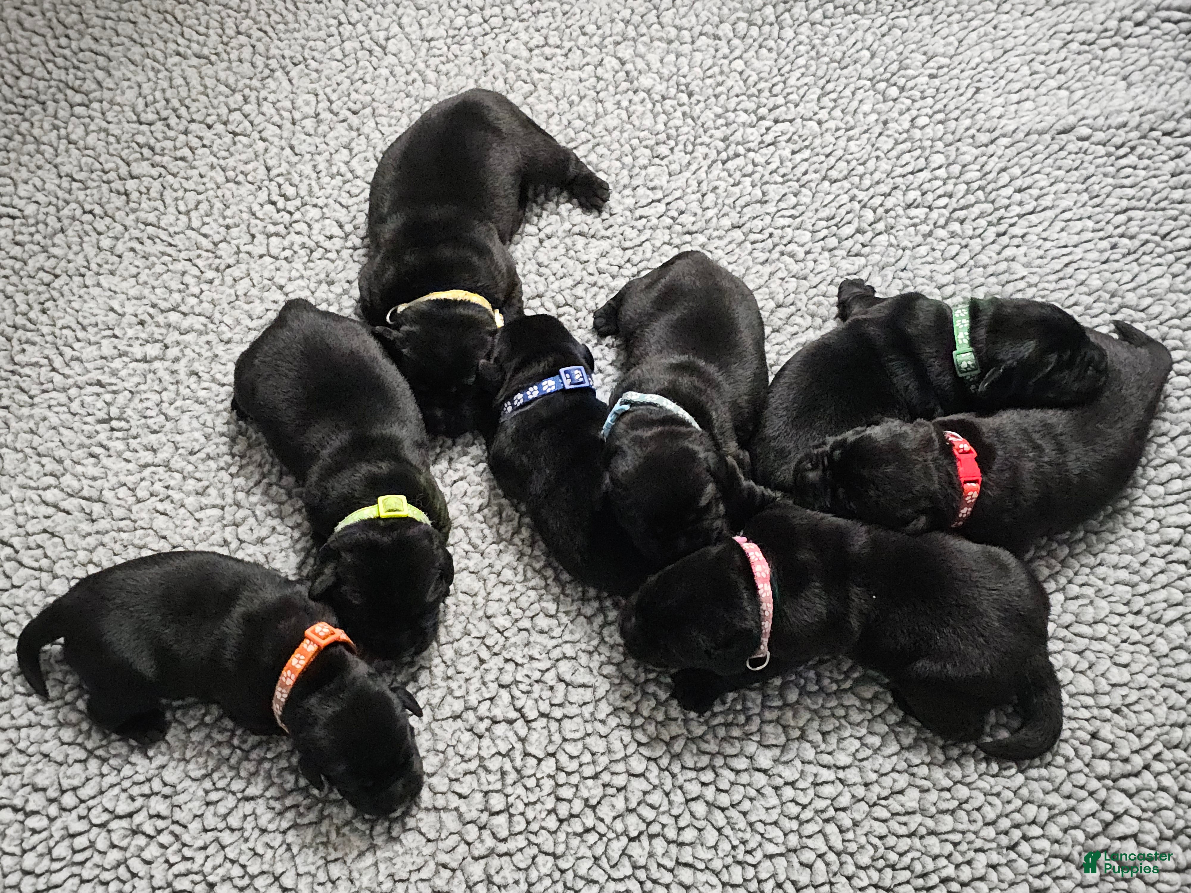 Labrador Retriever dogs Labrador Retriever 3 - Ad 41