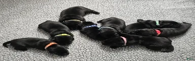 Labrador Retriever 3