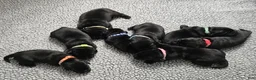 Labrador Retriever dogs for sale: Labrador Retriever 3 - Ad 1