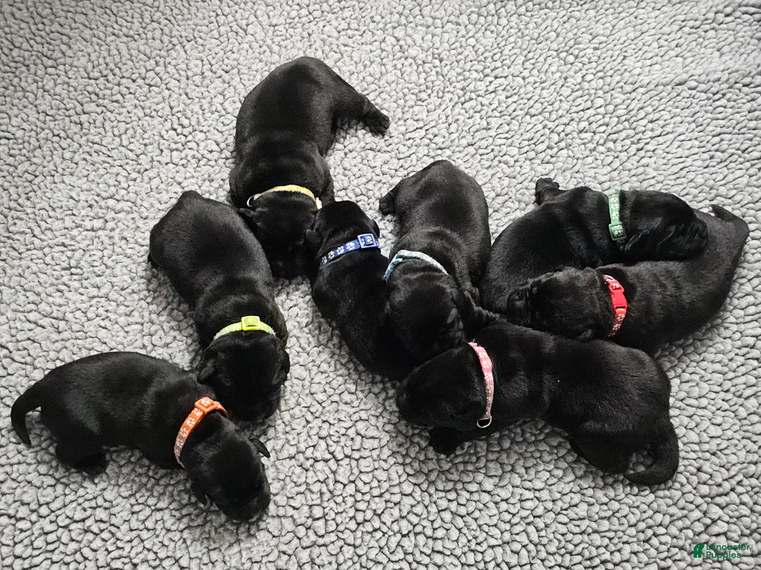Labrador Retriever dogs for sale: Labrador Retriever 3 - Ad 1