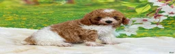 Miniature Poodle dogs for sale: Teddy - Ad 1