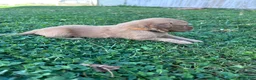 Golden Retriever dogs for sale: Buddy (Orange) - Ad 8