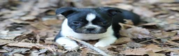 Boston Terrier dogs for sale: Perfect - Ad 1