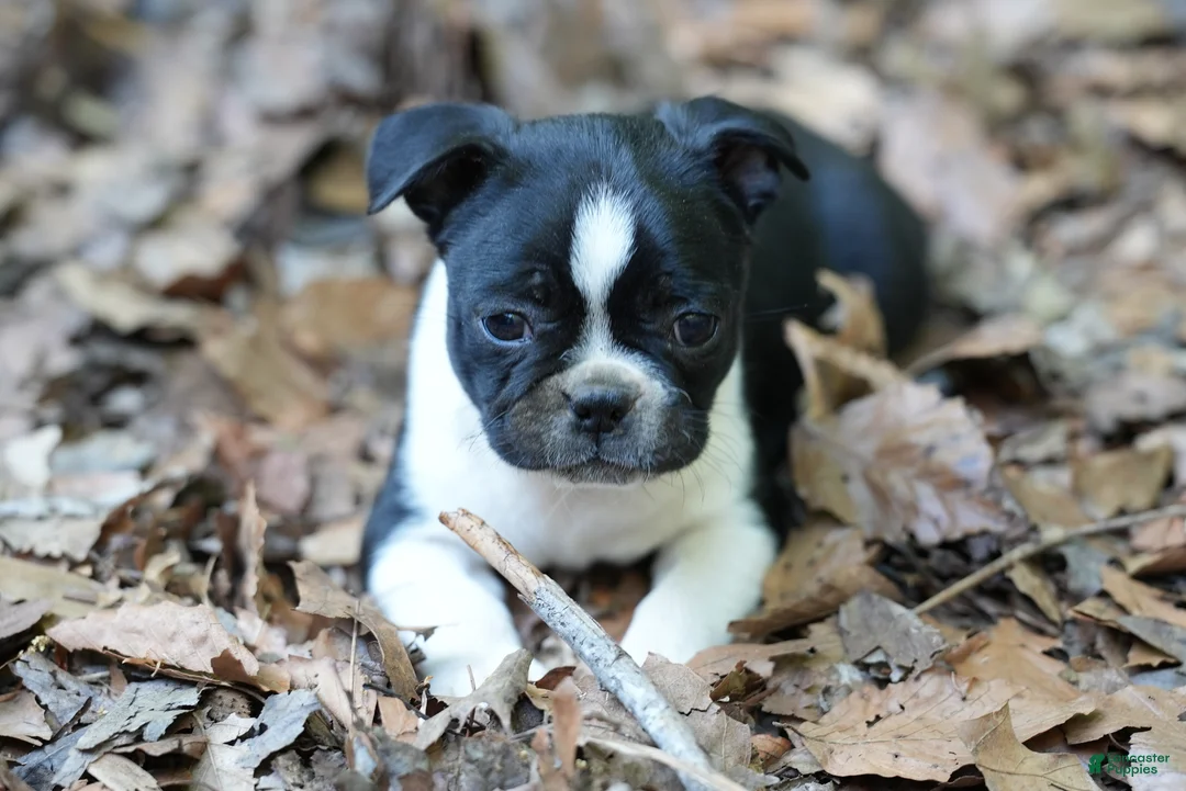Boston Terrier dogs for sale: Perfect - Ad 1