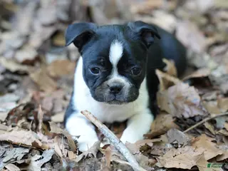 Boston Terrier dogs Perfect - Ad 36