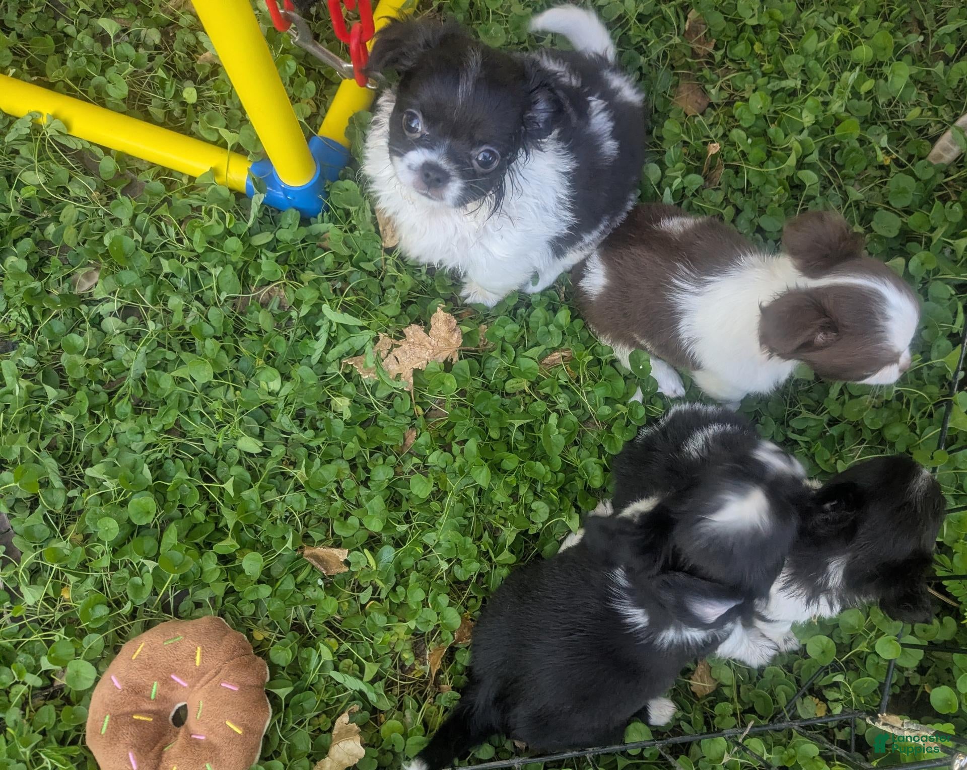 Chihuahua dogs LC Apple Head Oreo  - Ad 21
