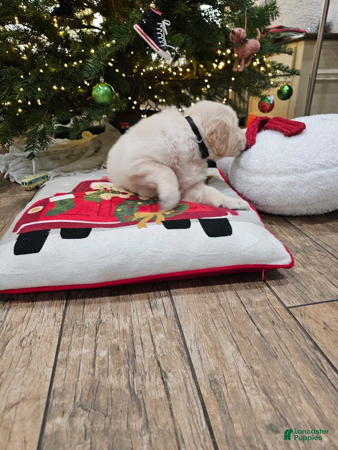 Golden Retriever dogs for sale: Golden Retriever Puppy 4 - Ad 8