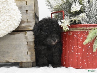Toy Poodle dogs Brianna - Ad 5