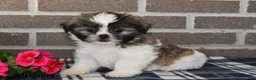 Shih Tzu dogs for sale: Kendra - Ad 4