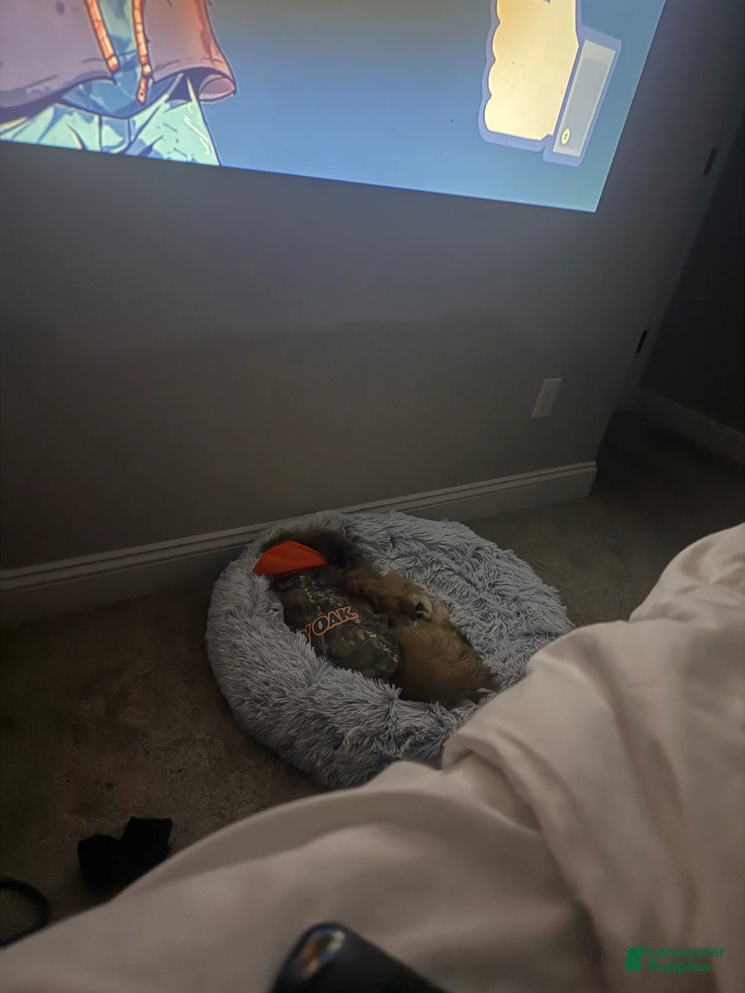 Tibetan Terrier dogs for sale: Tibetan Terrier Puppy 1 - Ad 2