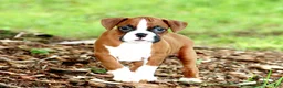 Boxer dogs for sale: Emerson  - Ad 3