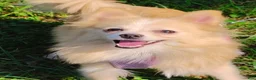 Pomeranian dogs for sale: Pomeranian 1 - Ad 1