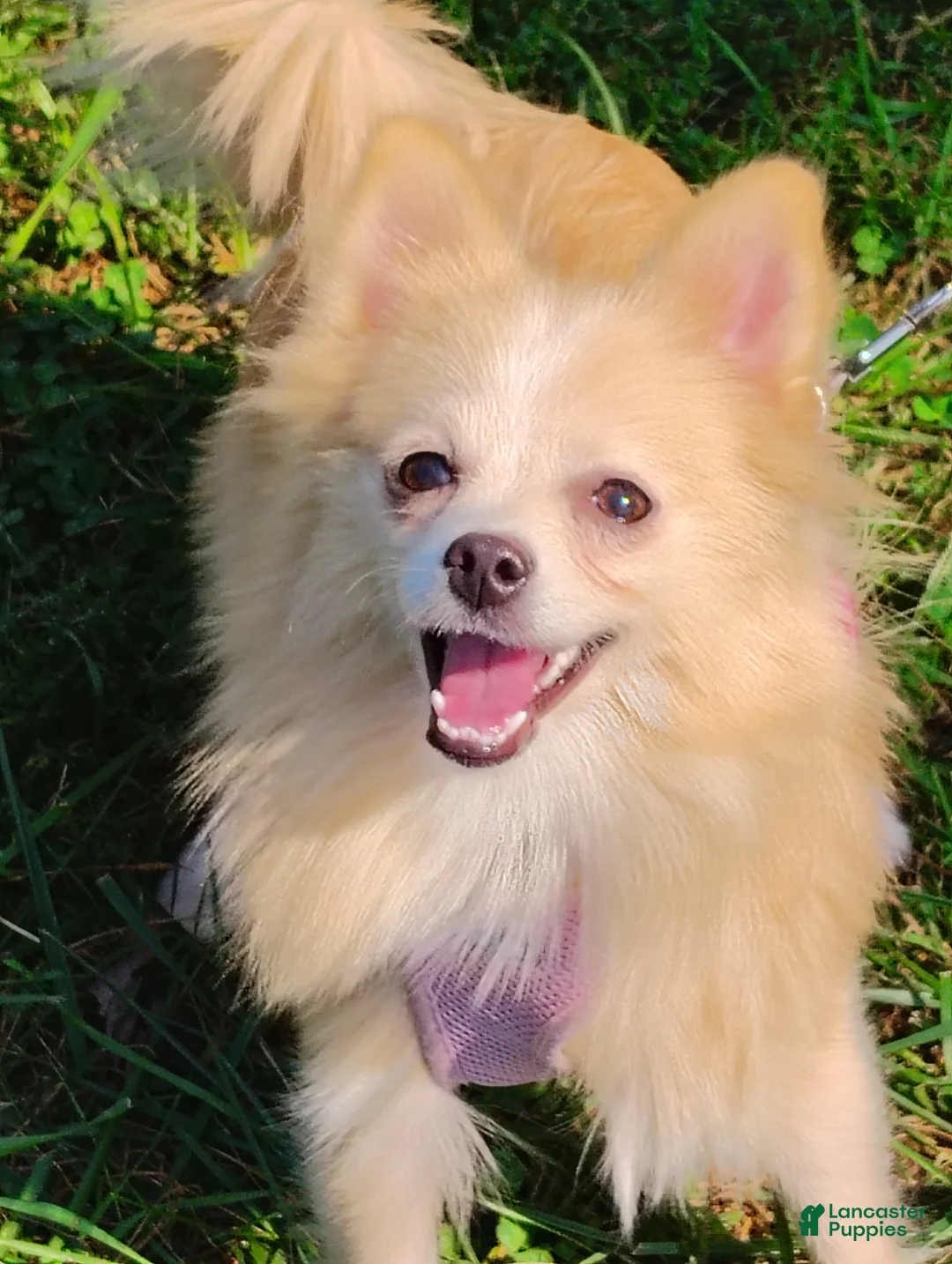 Pomeranian dogs for sale: Pomeranian 1 - Ad 1