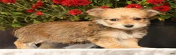 Yochon dogs for sale: Trinity - Ad 3