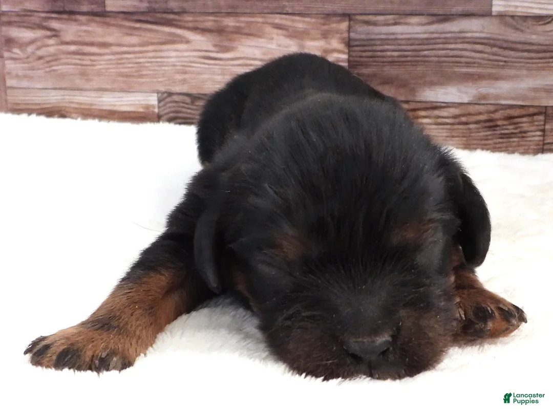 Cavalier King Charles Spaniel dogs for sale: Cavalier King Charles Spaniel Puppy 1 - Ad 1