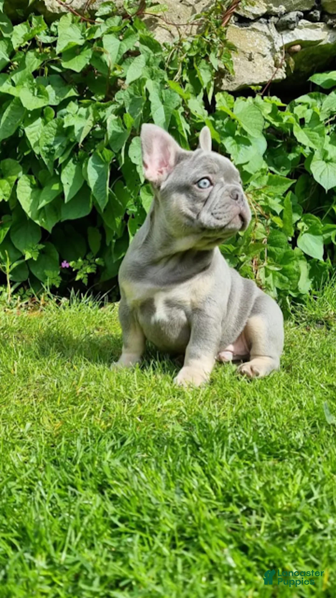 French Bulldog dogs for sale: Roland - Ad 2