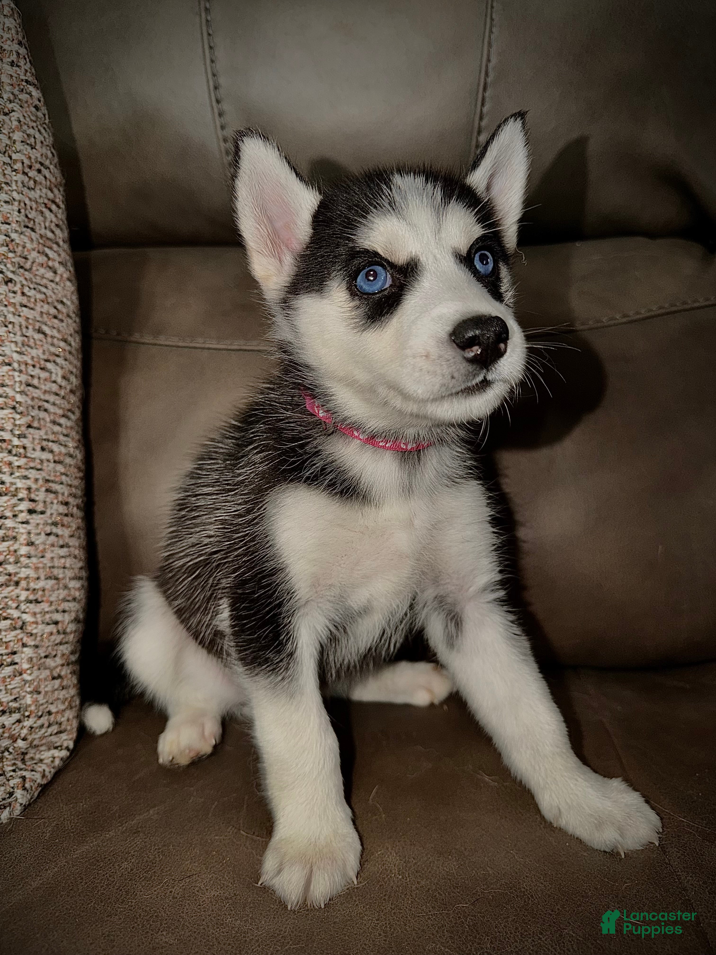 Siberian Husky dogs Siberian Husky Puppy 3 dark pink collar  - Ad 24