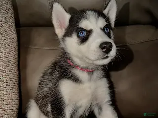 Siberian Husky dogs Siberian Husky Puppy 3 dark pink collar - Ad 3