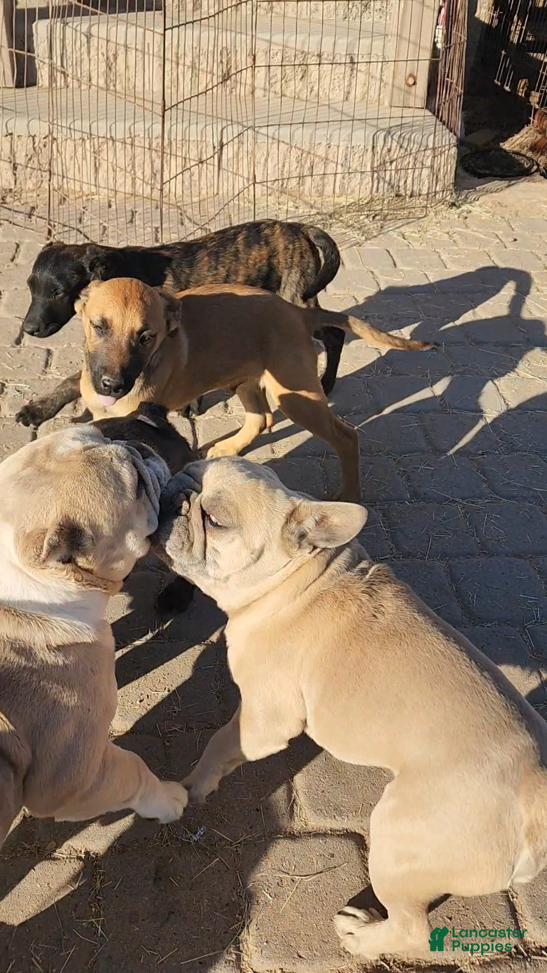 Belgian Malinois dogs for sale: Mali M fawn - Ad 10