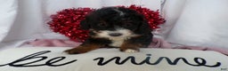 Bernedoodle dogs for sale: Aerie - Ad 1
