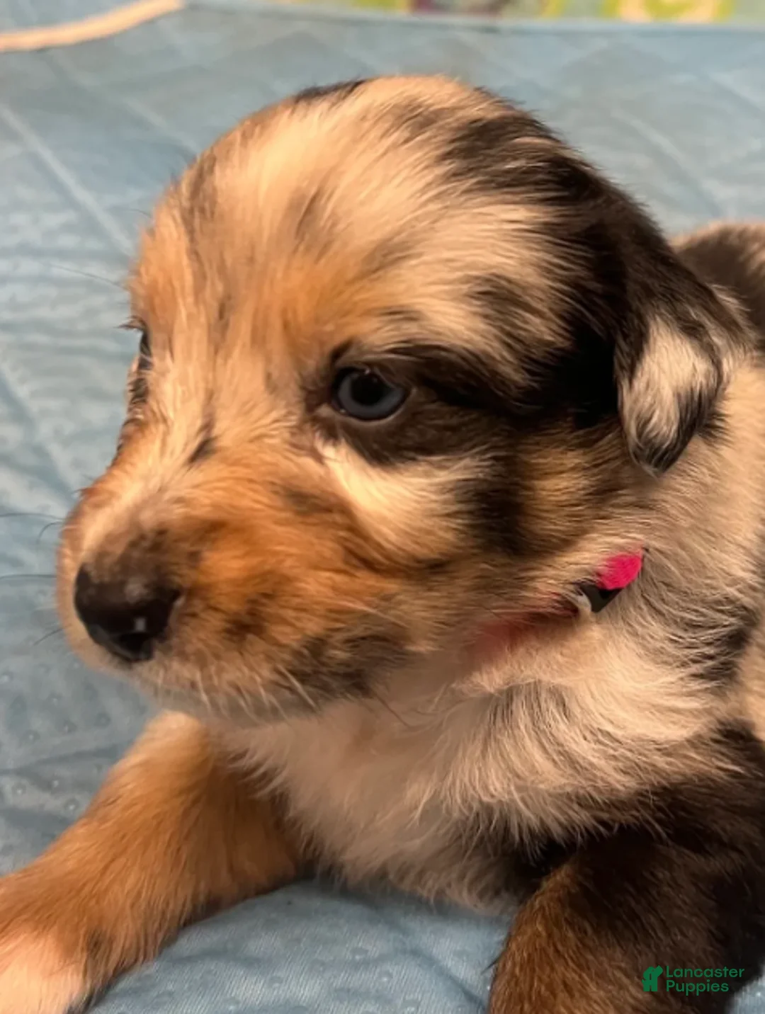 Australian Shepherd dogs for sale: Carly - Ad 2