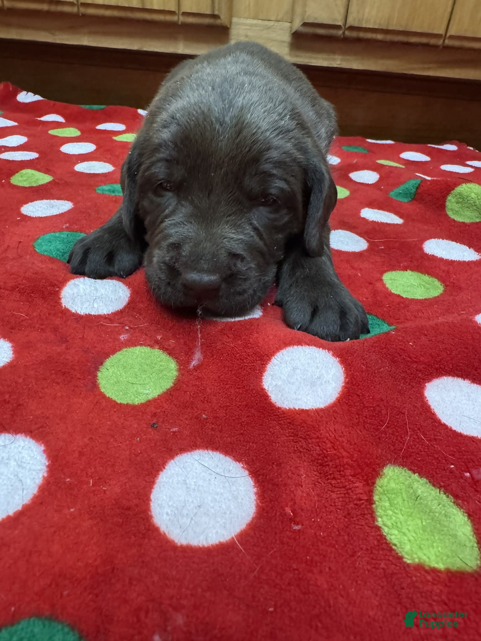 Labrador Retriever dogs Cedar - Ad 12