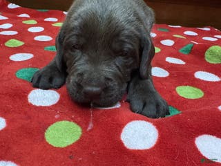 Labrador Retriever dogs Cedar - Ad 19