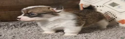 Welsh Corgi Pembroke dogs for sale: Mochi - Ad 3