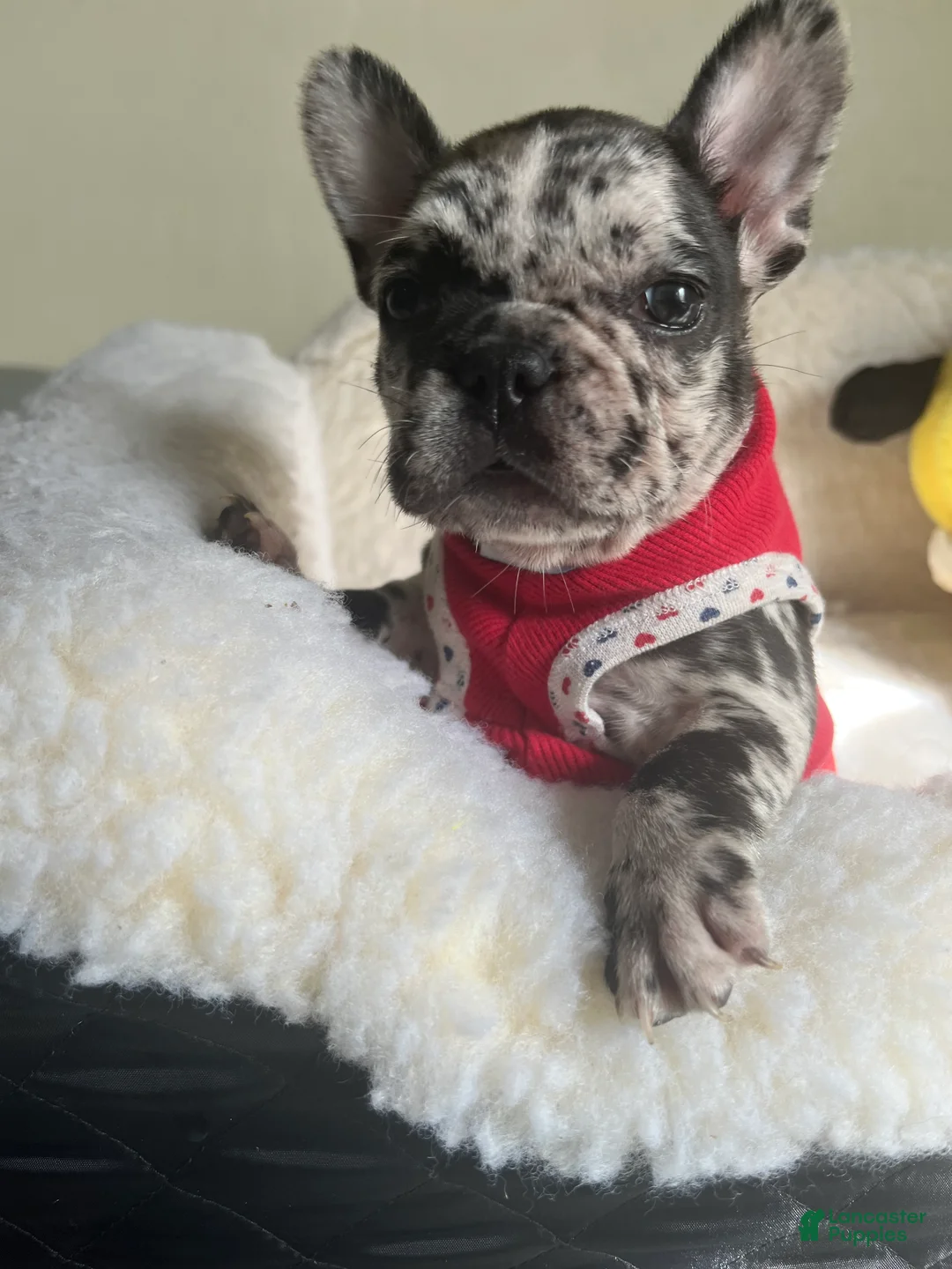 French Bulldog dogs for sale: French Bulldog Puppy 6 - Ad 2
