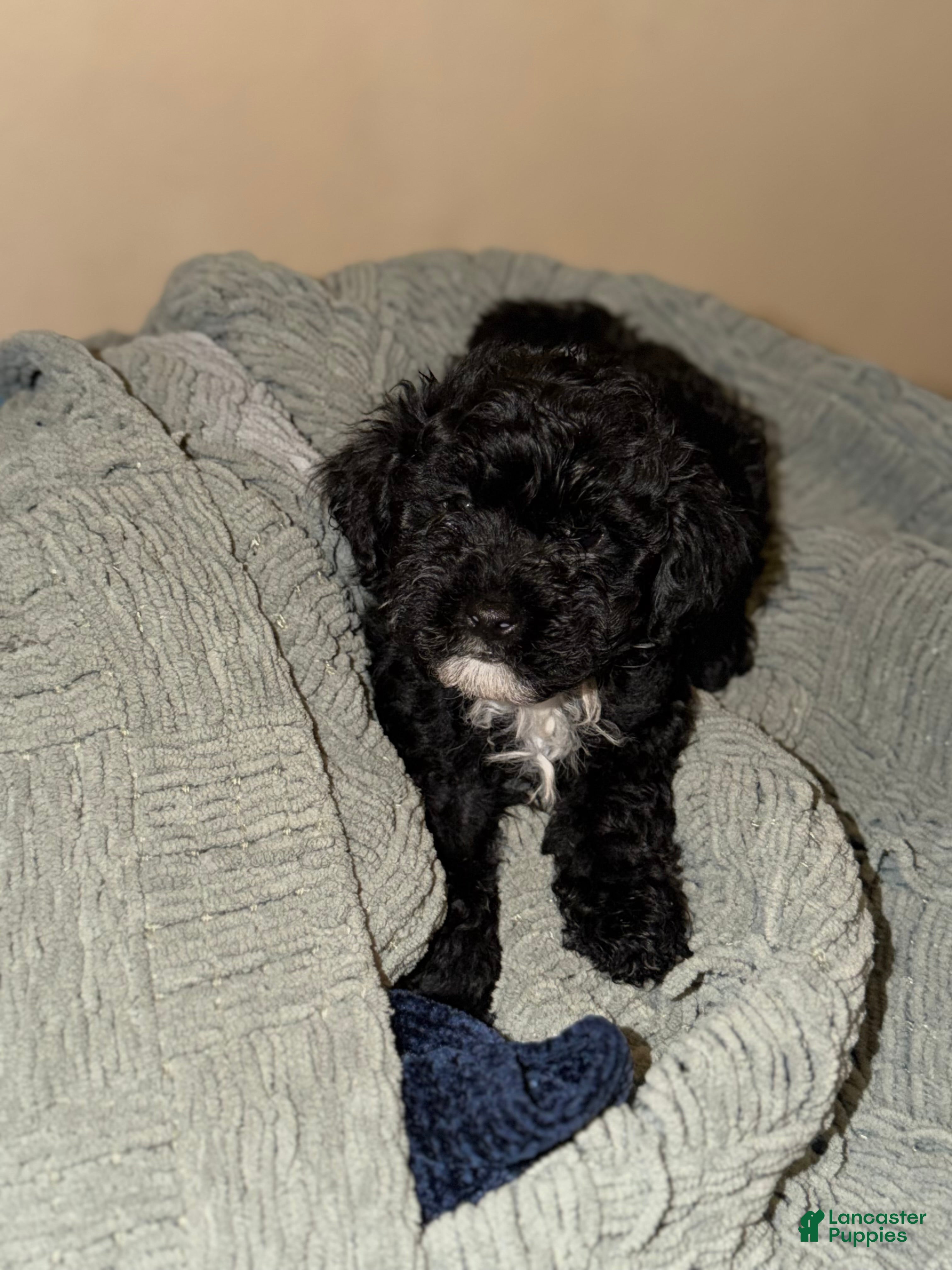 Shihpoo dogs Shihpoo Puppy 5 - Ad 1