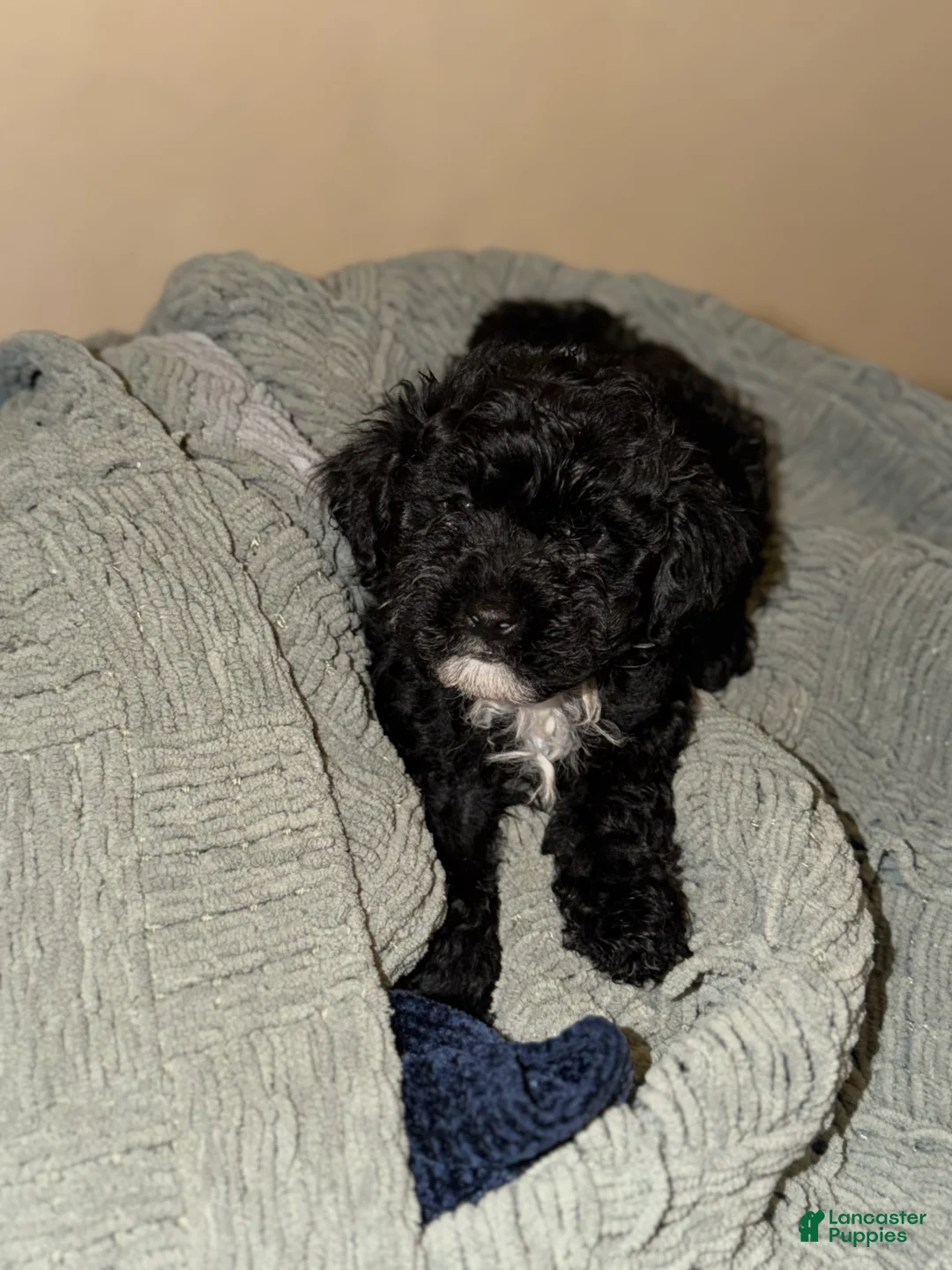 Shihpoo dogs for sale: Shihpoo Puppy 5 - Ad 1