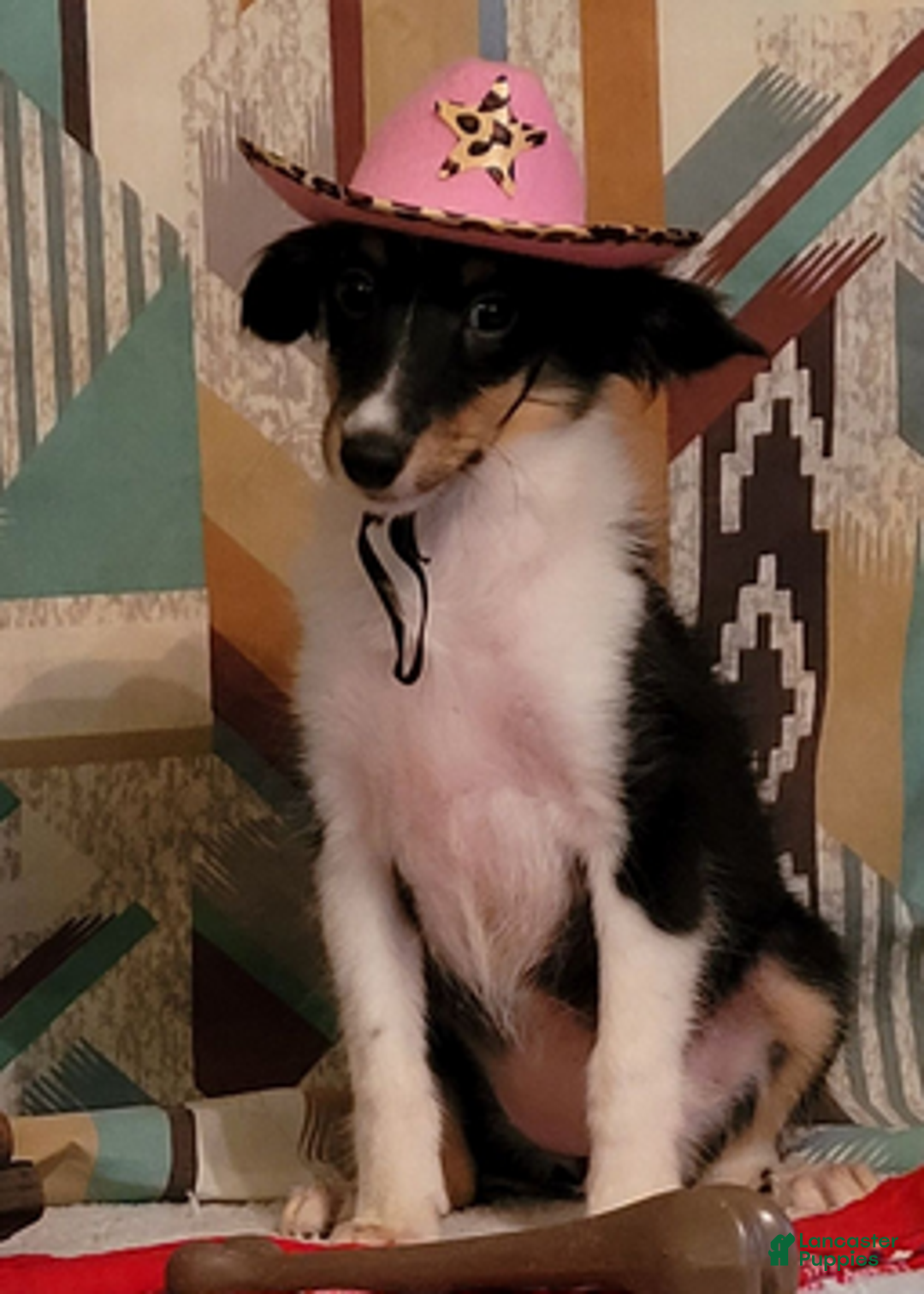 Shetland Sheepdog dogs for sale: Fancy - Ad 7