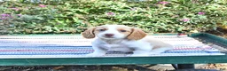 Miniature Dachshund dogs for sale: Kardell - Ad 3