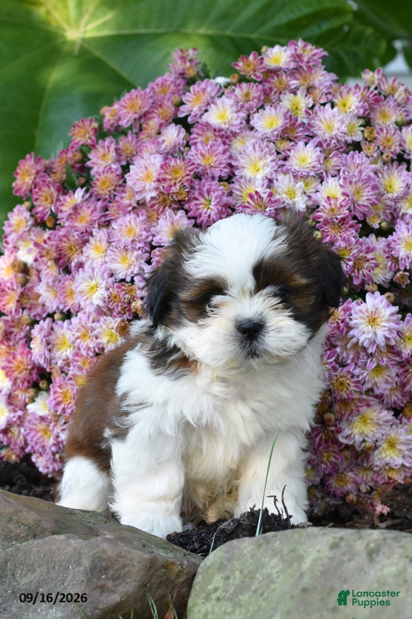 Shih Tzu dogs Jake - Ad 1