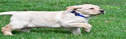 Labrador Retriever dogs for sale: Blaze - Ad 6