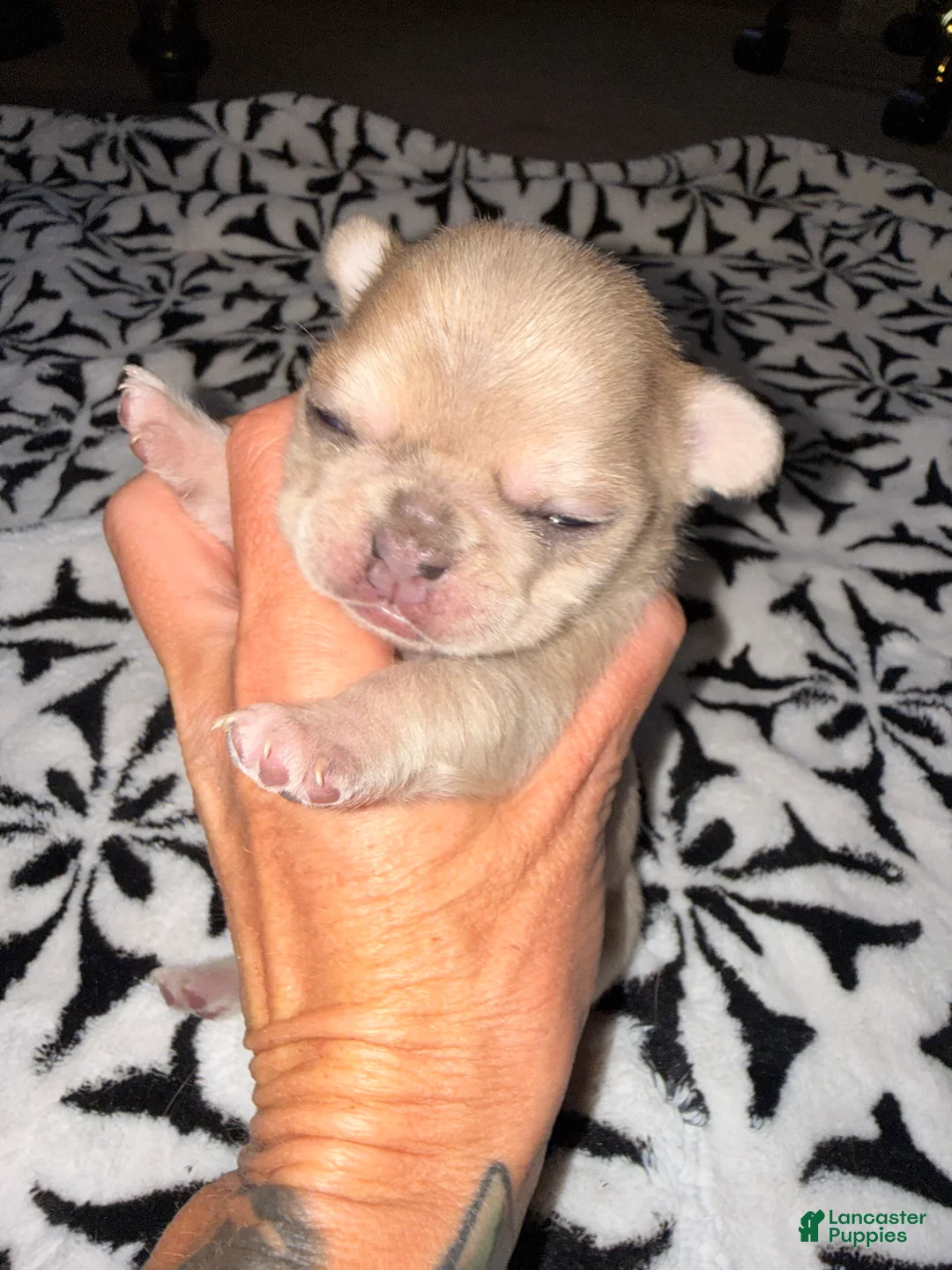 French Bulldog dogs for sale: French Bulldog Puppy 4 - Ad 9
