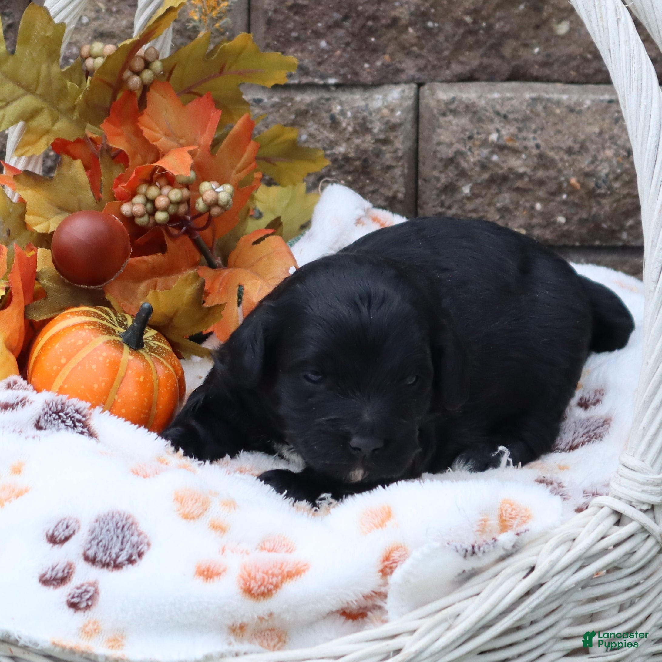 Mini Goldendoodle dogs Flossie - Ad 6