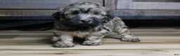 Havanese dogs for sale: Gi Gi - Ad 1