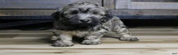 Havanese dogs for sale: Gi Gi - Ad 1