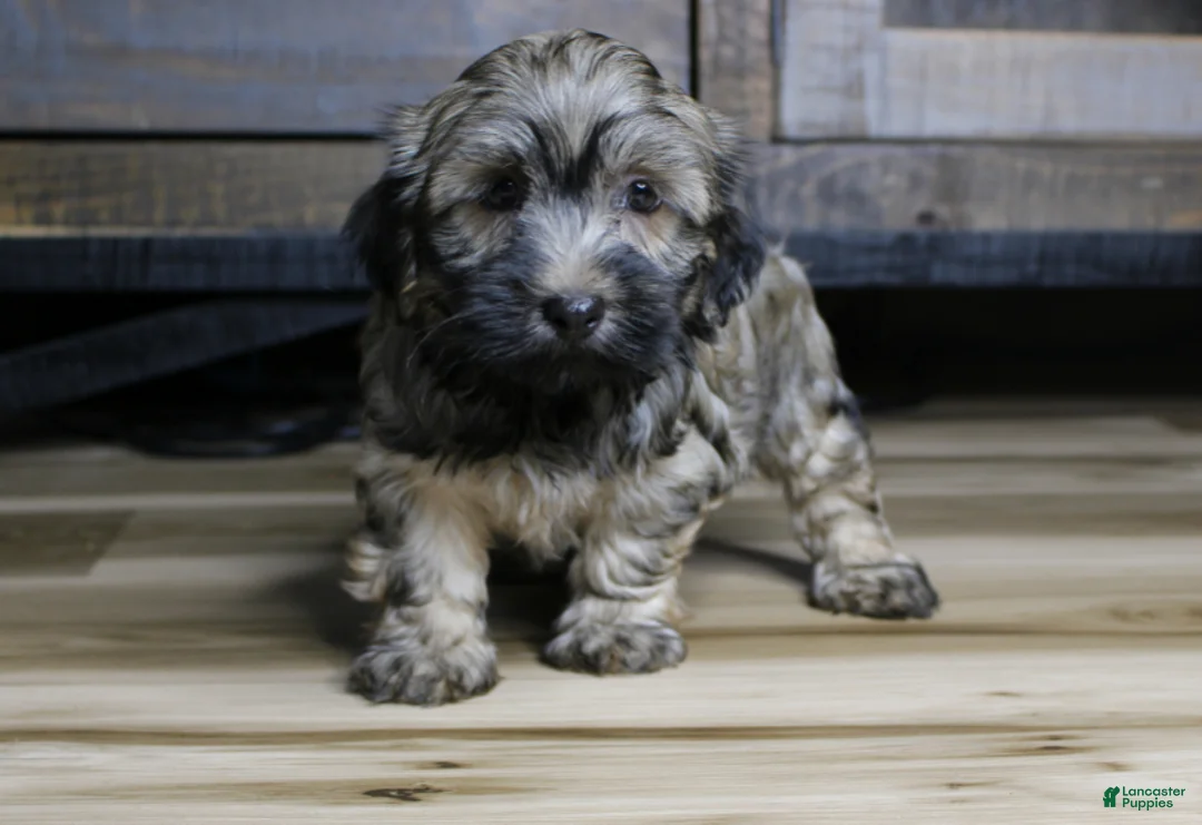 Havanese dogs for sale: Gi Gi - Ad 1