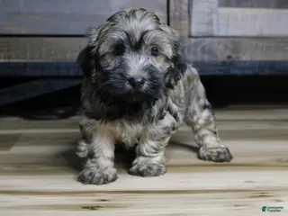 Havanese dogs Gi Gi - Ad 15