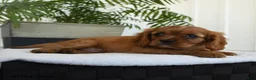 Cavalier King Charles Spaniel dogs for sale: Harper - Ad 3