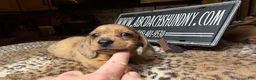 Miniature Dachshund dogs for sale: Smooth red brindle - Ad 4