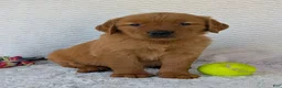 Golden Retriever dogs for sale: Miss Rosie  - Ad 4