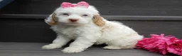 Cockapoo dogs for sale: Maci - Ad 6