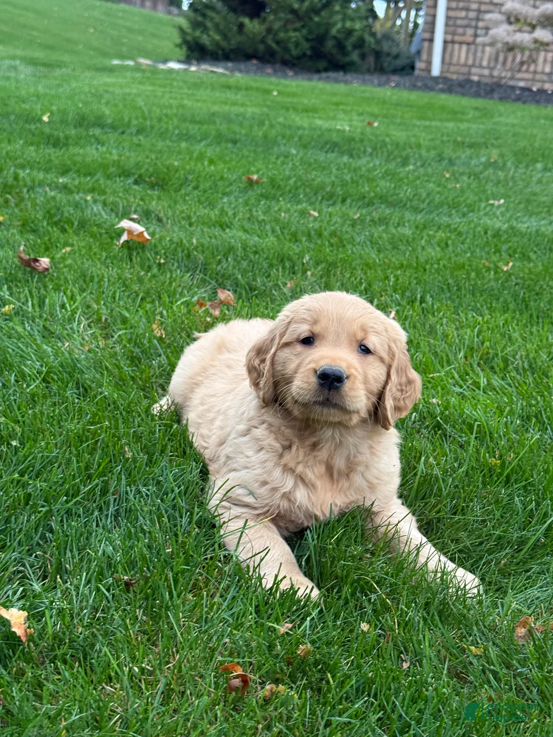 Golden Retriever dogs for sale: Neo - Ad 1