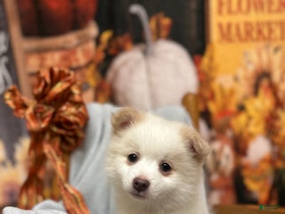 Pomeranian dogs - Ad 10