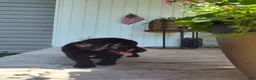 Labrador Retriever dogs for sale: Labrador Retriever Puppy 5 - Ad 1