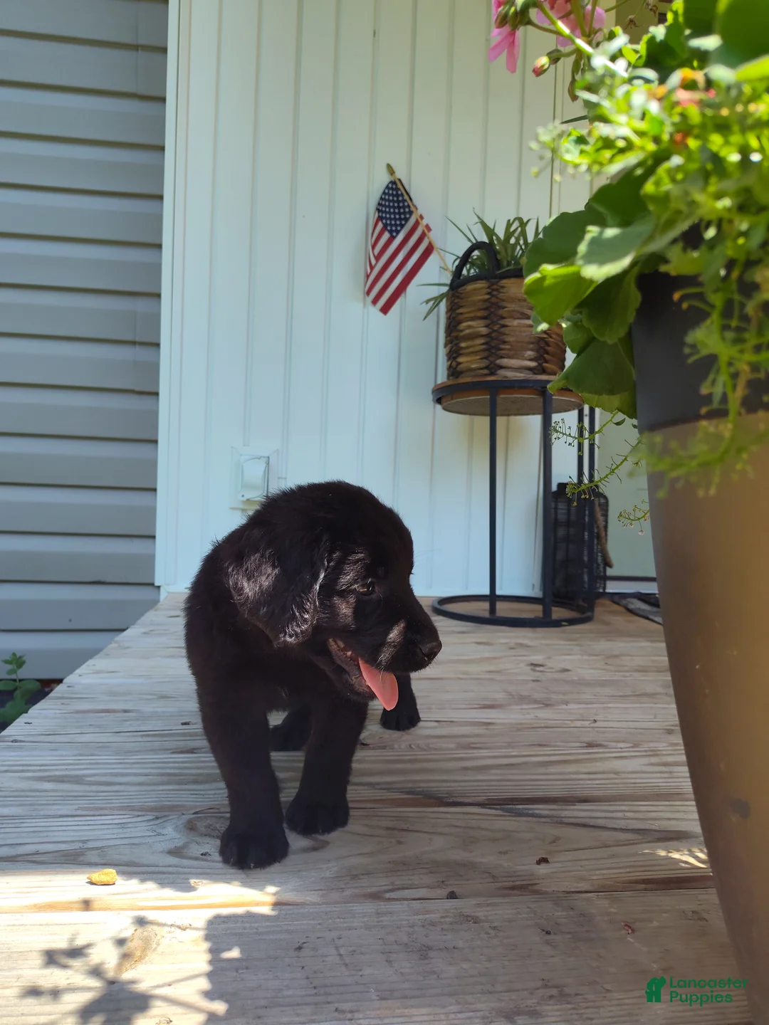 Labrador Retriever dogs for sale: Labrador Retriever Puppy 5 - Ad 1