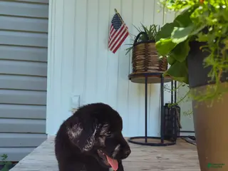 Labrador Retriever dogs Labrador Retriever Puppy 5 - Ad 31